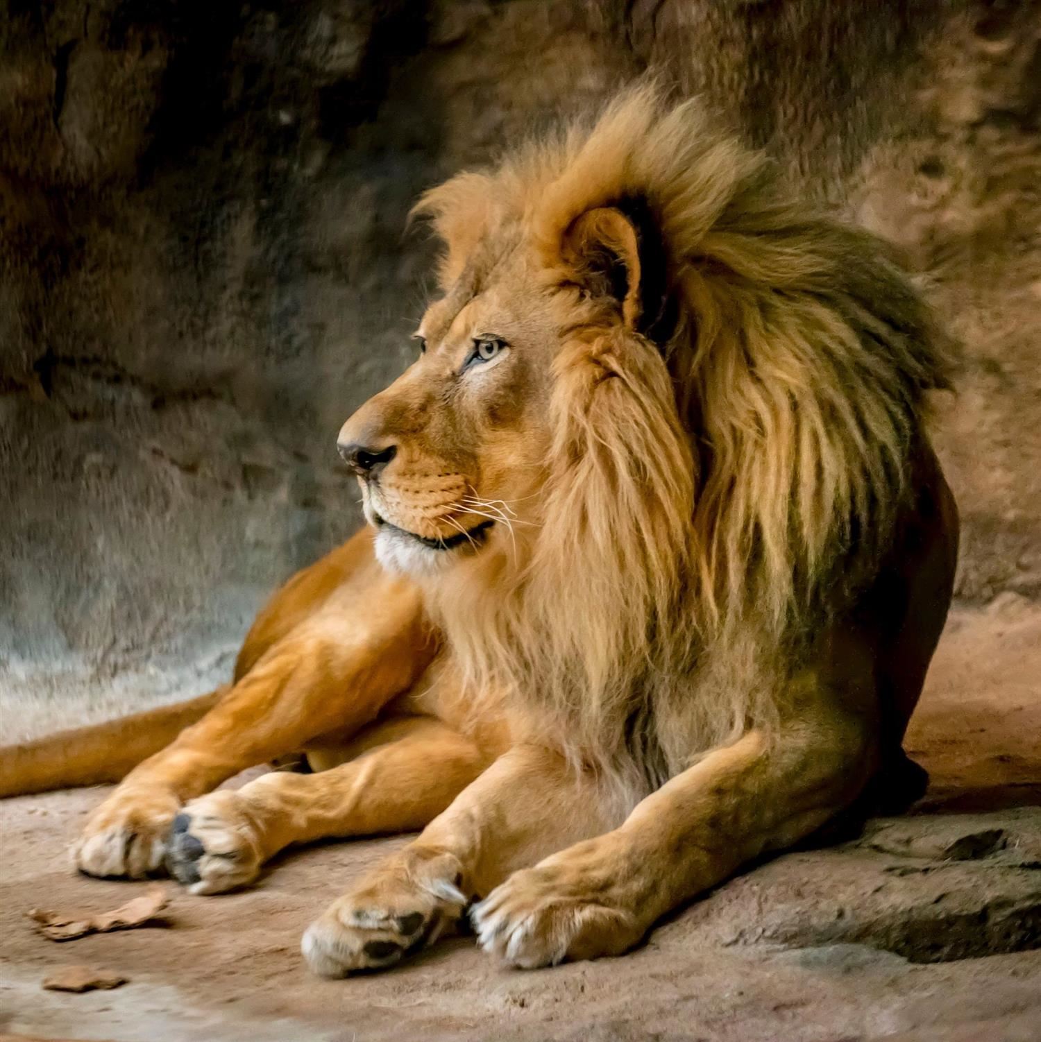 lion